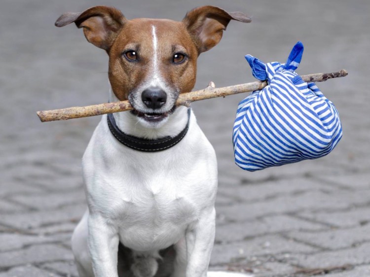 Aplicación para reportar Mascotas extraviadas en New York